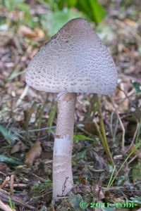 Bedla útlá - Macrolepiota mastoidea (Fr.) Singer 1951