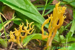 Kyjovečka růžkovitá - Clavulinopsis corniculata  (Schaeff.) Corner 1950