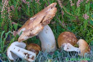 Holubinka smrdutá - Russula foetens Pers. 1796