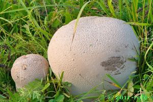 Pýchavka dlabaná - Lycoperdon utriforme Bull. 1791