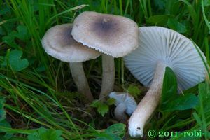 Šťavnatka tečkovaná - Hygrophorus pustulatus (Pers.) Fr. 1838