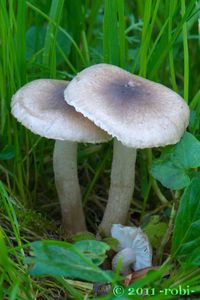 Šťavnatka tečkovaná - Hygrophorus pustulatus (Pers.) Fr. 1838