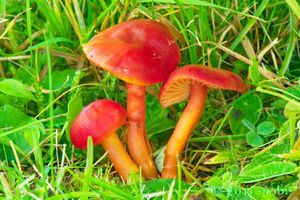 Voskovka šarlatová - Hygrocybe coccinea (Schaeff.) P. Kumm., 1871