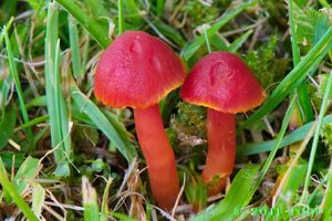 Voskovka šarlatová - Hygrocybe coccinea (Schaeff.) P. Kumm., 1871