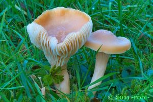 Voskovka luční - Cuphophyllus pratensis (Fr.) Bon 1985