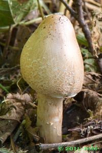 Bedla útlá - Macrolepiota mastoidea (Fr.) Singer 1951