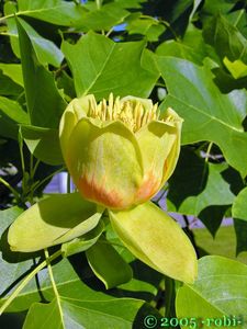 Liliovník tulipánokvětý (Liriodendron tulipifera )