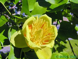 Liliovník tulipánokvětý (Liriodendron tulipifera )