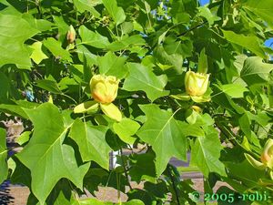 Liliovník tulipánokvětý (Liriodendron tulipifera )