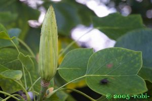 Liliovník tulipánokvětý (Liriodendron tulipifera )