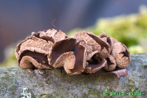 Kornice otrubičnatá - Encoelia furfuracea (Roth) P. Karst. 1871