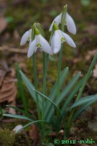 Sněženka podsněžník (Galanthus nivalis)