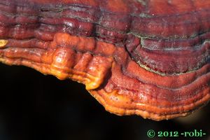 Lesklokorka lesklá - Ganoderma lucidum (Curtis) P. Karst. 1881
