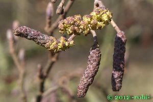 Olše lepkavá (Alnus glutinosa)