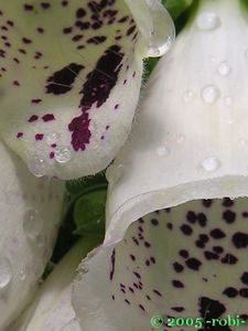 Náprstník červený (Digitalis purpurea)