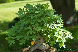 Javor babyka (Acer campestre)