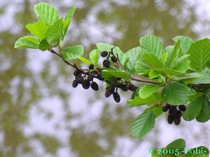 Olše lepkavá (Alnus glutinosa)