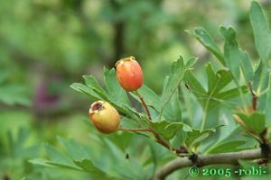 Hloh (Crataegus)