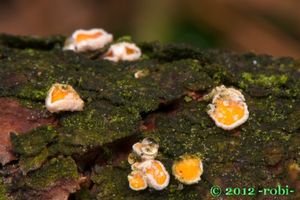 Brvenka Hahnova - Lachnellula occidentalis ( Hahn & Ayers)  Dha