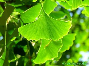 Jinan dvoulaločný (Ginko biloba)