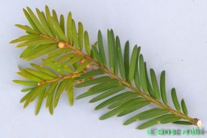 Tis červený (Taxus baccata)