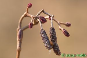 Olše lepkavá (Alnus glutinosa)