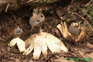 Hvězdovka dlouhokrká - Geastrum pectinatum Pers.