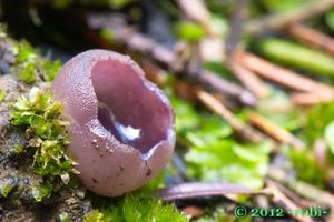 Řasnatka fialová - Peziza subviolacea Svrček