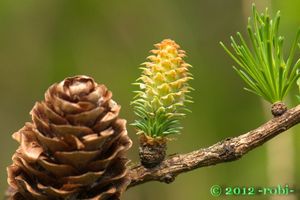 Modřín opadavý (Larix decidua)