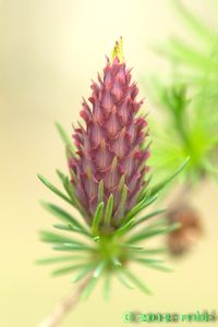 Modřín opadavý (Larix decidua)