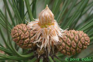 Borovice černá (Pinus nigra)