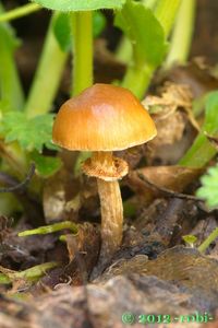 Sametovka běloprstenná - Conocybe rugosa (Peck) Watling 1981