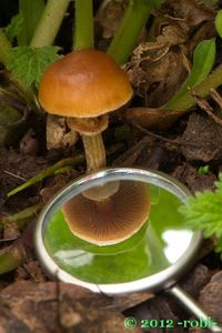 Sametovka běloprstenná - Conocybe rugosa (Peck) Watling 1981