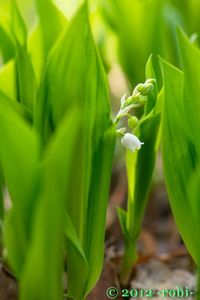 Konvalinka vonná (Convallaria majalis)