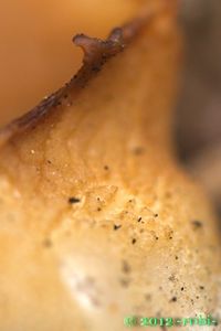 Řasnatka vosková - Peziza vesiculosa Bull.