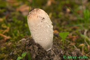Hnojník obecný - Coprinus comatus (O.F. Müll.) Pers. 1797
