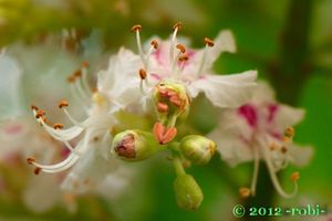 Jírovec maďal (Aesculus hippocastanum)