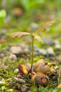 Dub letní (křemelák) (Quercus robur L. ex Simk.)