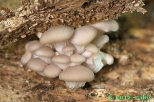 Hlíva ústřičná - Pleurotus ostreatus (Jacq.) P. Kumm. 1871
