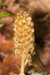 Hlístník hnízdák (Neottia nidus-avis)