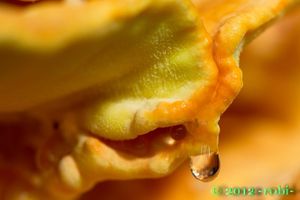 Sírovec žlutooranžový - Laetiporus sulphureus (Bull.) Murrill 1920