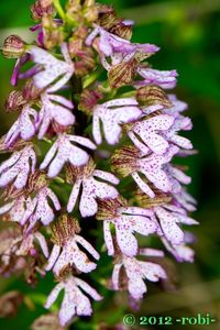 Vstavač nachový (Orchis purpurea Huds.)