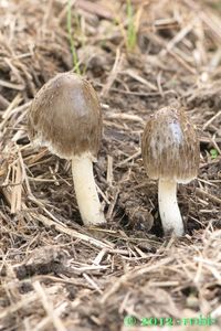 Slzečník síťnatý - Bolbitius reticulatus  (Pers.) Ricken 1915