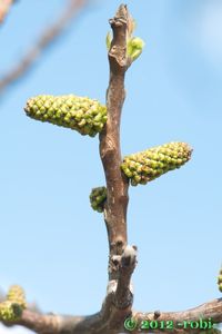 Ořešák královský (Juglans regia)