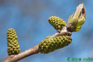 Ořešák královský (Juglans regia)