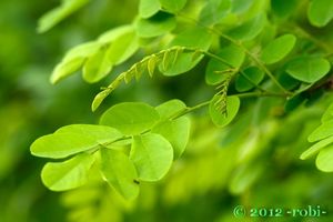 Trnovník bílý /akát/ (Robinia pseudacacia)