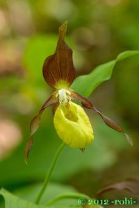 Střevíčník pantoflíček (Cypripedium calceolus)