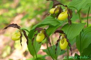 Střevíčník pantoflíček (Cypripedium calceolus)