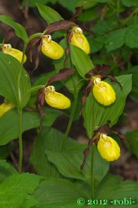 Střevíčník pantoflíček (Cypripedium calceolus)