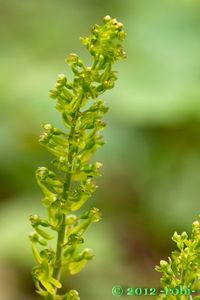 Bradáček vejčitý (Listera ovata)